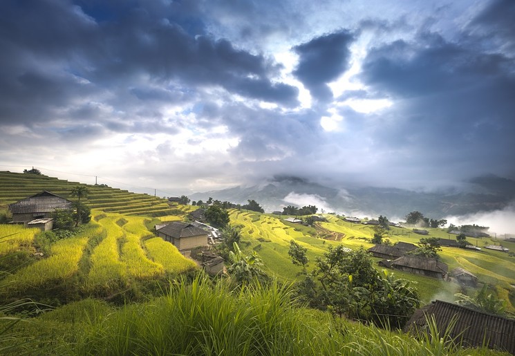 Rijstveld in Vietnam