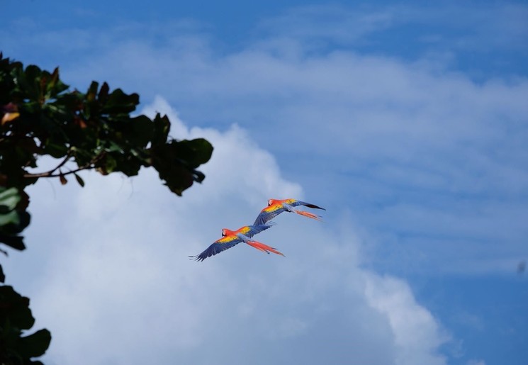 Vliegende ara's in Costa Rica