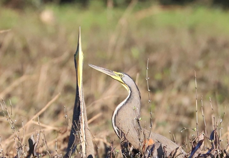 Spot bijzondere dieren in Costa Rica
