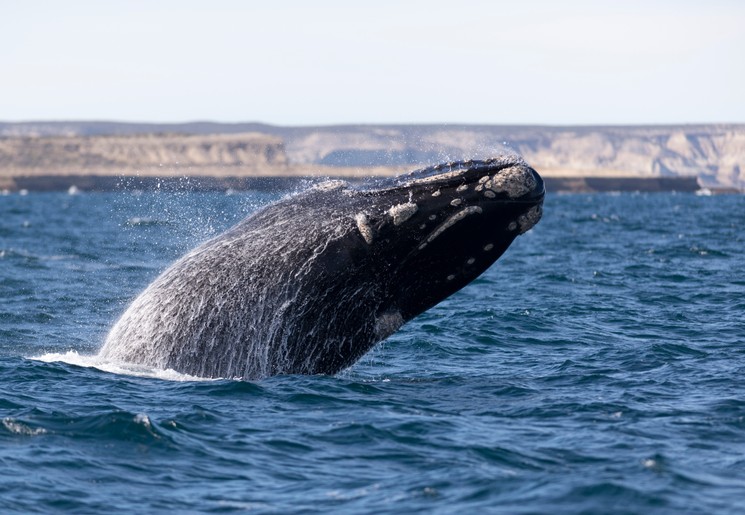 Een walvis voor de kust van Argentinië