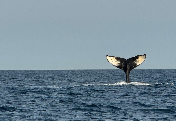 Spot walvissen tijdens een trip vanaf Vancouver Island
