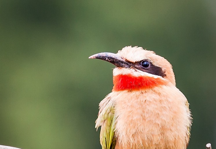 White fronted bee eater in Swaziland