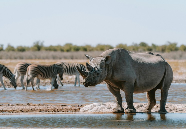 Neushoorns in Namibie in Etosha National Park