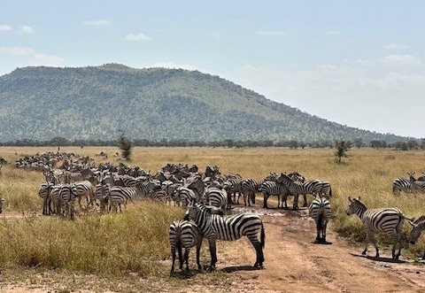 Hoeveel zebra's spot jij tijdens een gamedrive?