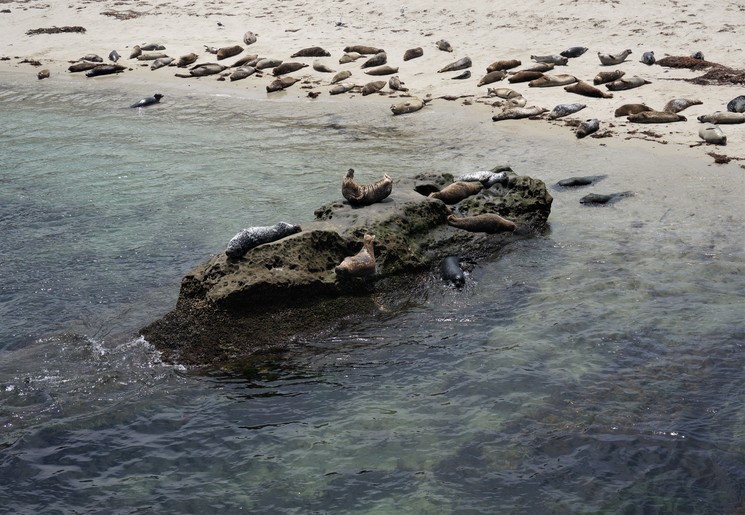 Zeehonden spotten voor de kust van San Diego in West-Amerika