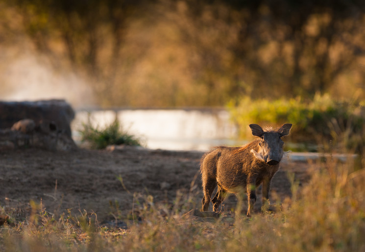 De wrattenzwijn behoort tot the Ugly Five