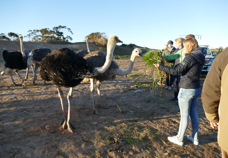 Struisvogels voeren in Oudtshoorn