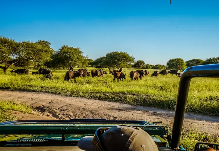 Buffels spotten bij Hoedspruit na een overnachting in Africamps