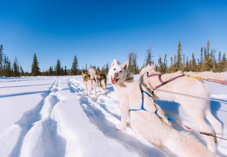 Husky's in de sneeuw in Alaska, Amerika