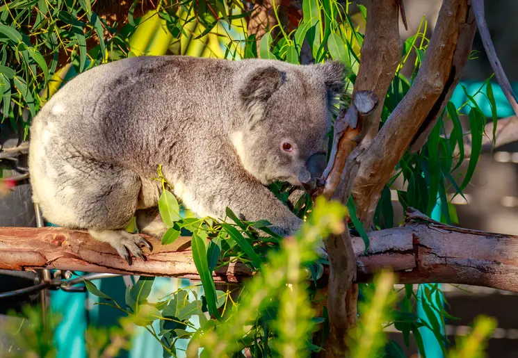 Amerika-San-Diego-Zoo-Koala_2_502434