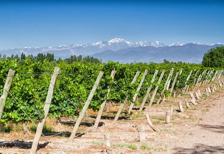 Wijnvelden rond Mendoza, Argentinië