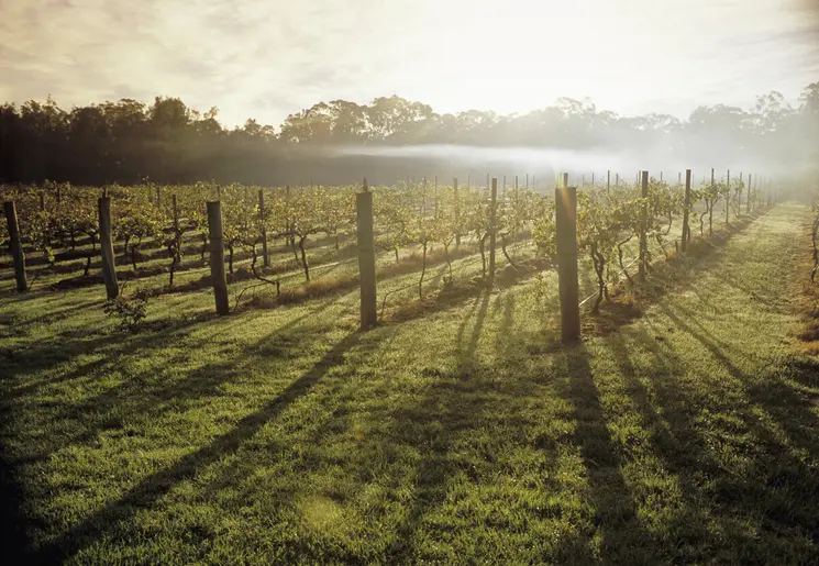 Australie-Hunter-Valley-wijngaarden_1_560499