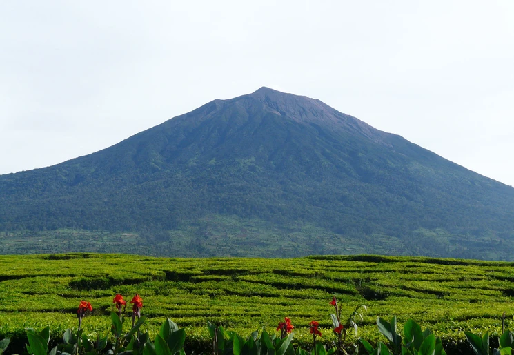 Kijk uit over de theevelden en op de achtergrond de vulkaan Kerinci op Sumatra