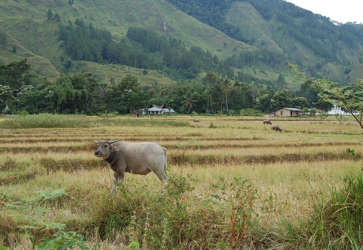 Het landelijke eiland Samosir in het Tobameer op Sumatra