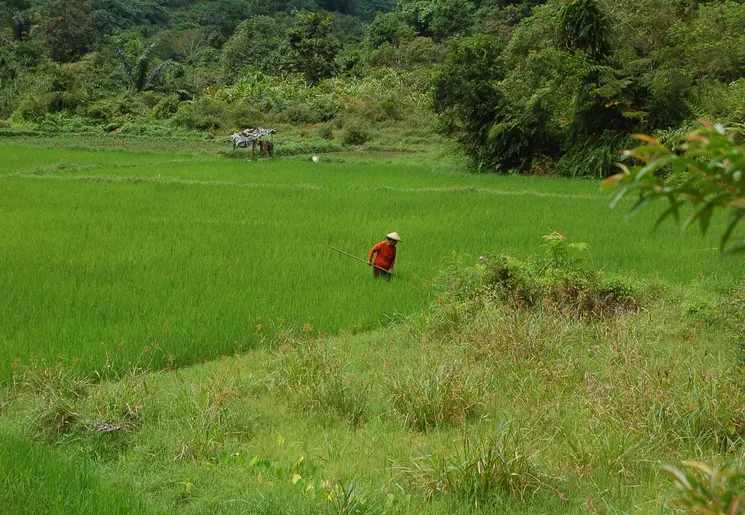 Local aan het werk in de Harauvallei op Sumatra