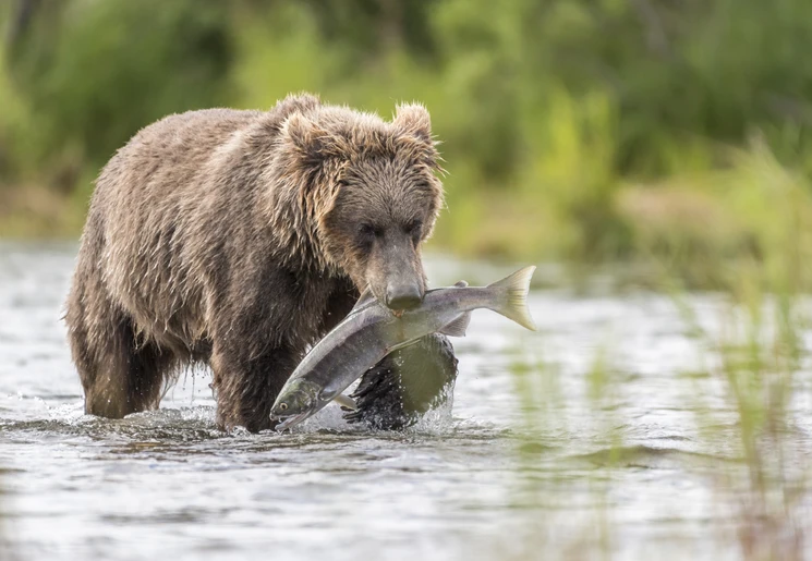 Beer-Katmai-National-Park, Alaska, Amerika