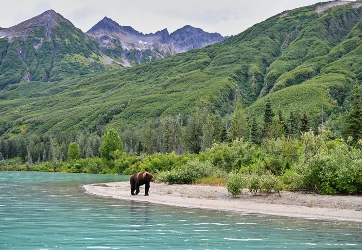 Berenexcursie, Alaska, Verenigde Staten