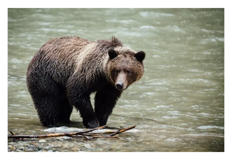 Canada-Campbell-River-Grizzly-beren-1