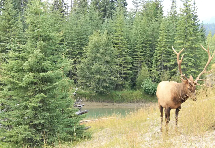 Canada-Jasper-Eland