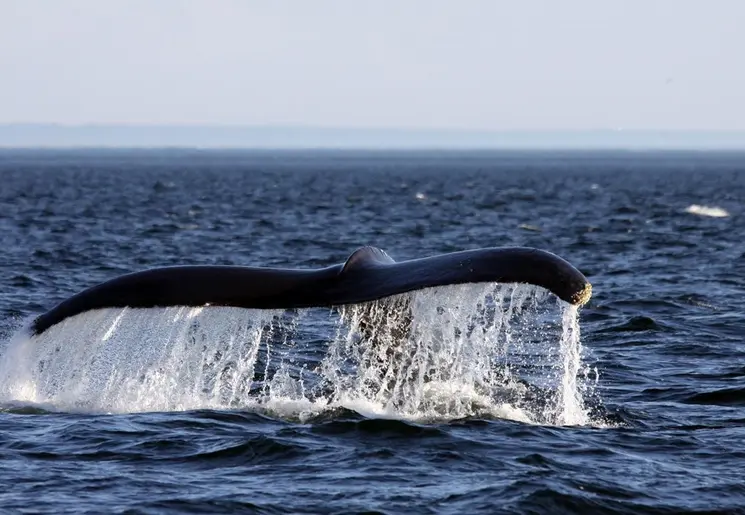 Canada-Tadoussac-Walvissen-2_1_495604