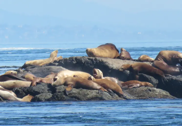 Zeeleeuwen luieren op rotsen in Tofino Zeeleeuwen luieren op rotsen in Tofino