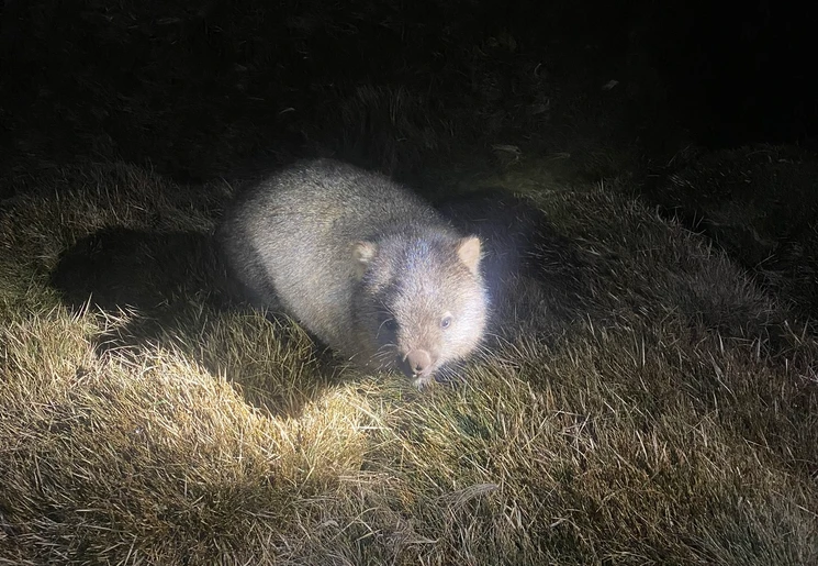 Cradle Mountain Night Spotting Tour