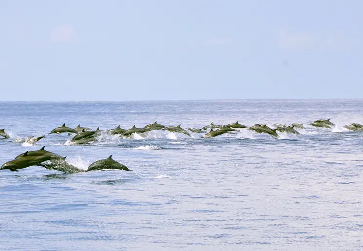Dolfijnen voor de kust bij Kalpitiya Sri Lanka Dolfijnen voor de kust bij Kalpitiya Sri Lanka