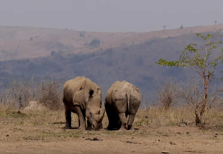 Neushoorns in het Hluhluwe-iMfolozi park in Zuid-Afrika