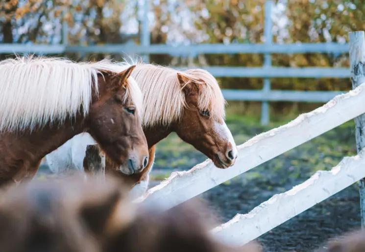 De paarden die in de tuin staan van het Vos Hotel in Hvolsvöllur, IJsland