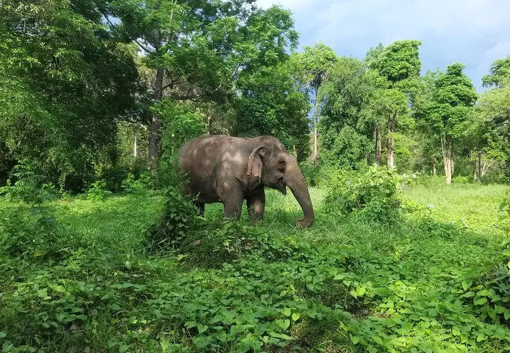 Olifanten in Kanchanaburi, Thailand