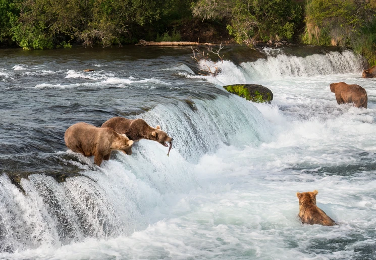 Beren vangen zalm bij Brooks Falls, Katmai Island, Alaska Beren vangen zalm bij Brooks Falls, Katmai Island, Alaska
