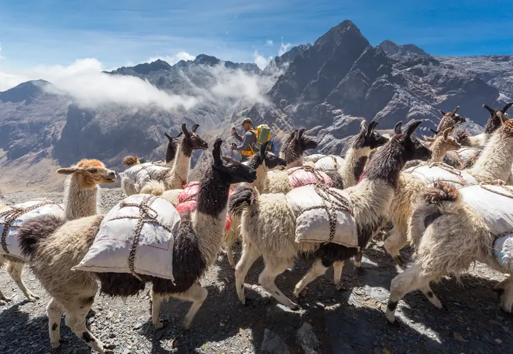 Lamas-El-Choro-Trekking-Bolivia