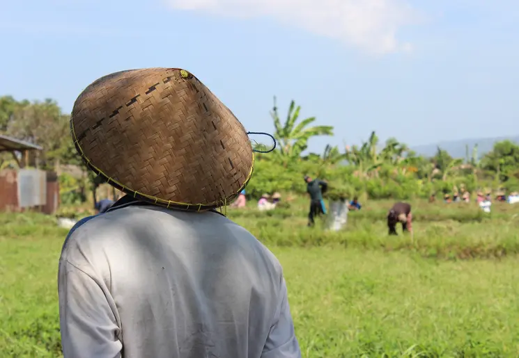 De rijstvelden van Senggigi, Lombok Indonesië