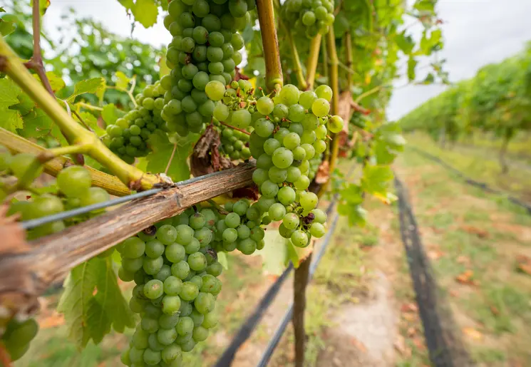 Martinborough-Wijntour-1_1_593034