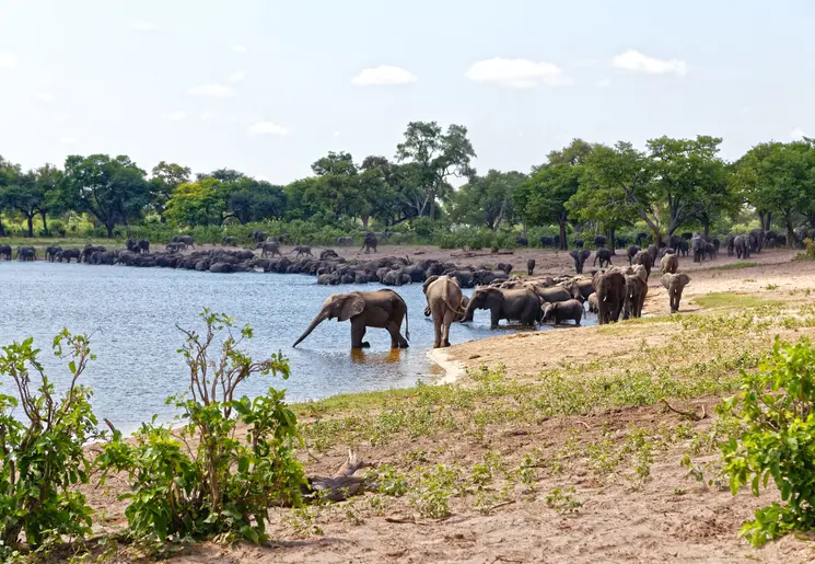 Caprivi Strook Nambwa Tented Camp elephants herd on river2(11)