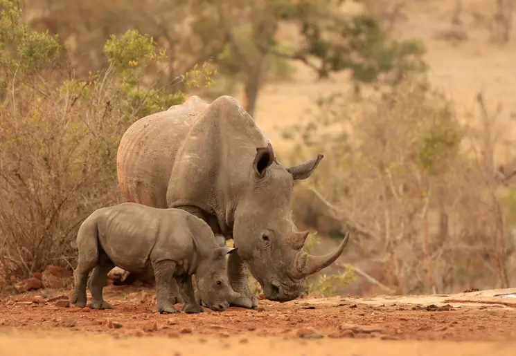 Neushoorn in Hluhluwe