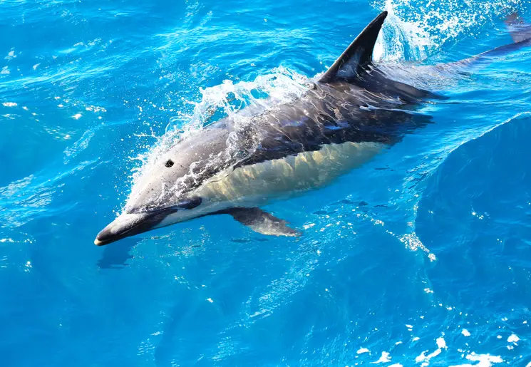 Dolfijnen spotten, Bay of Islands, Nieuw-Zeeland