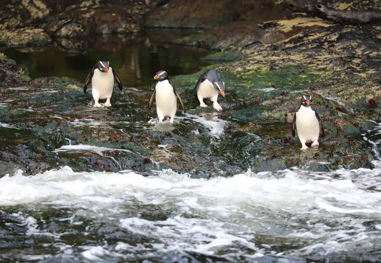 Nieuw-Zeeland-Doubtful-Sound-Overnight-Cruise10 Nieuw-Zeeland-Doubtful-Sound-Overnight-Cruise10