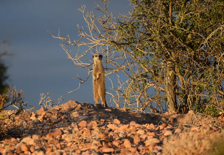 Meerkat in de Karoo