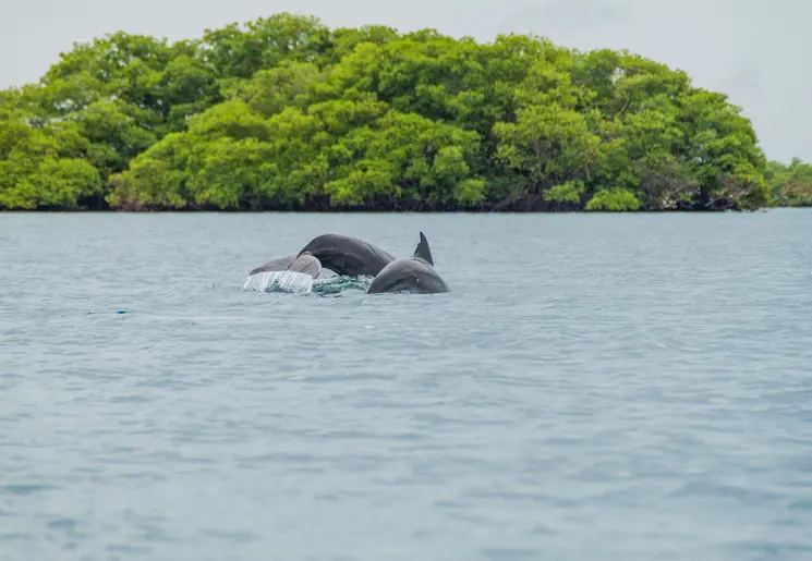 Dolfijnen spotten bij Bocas del Toro - Panama