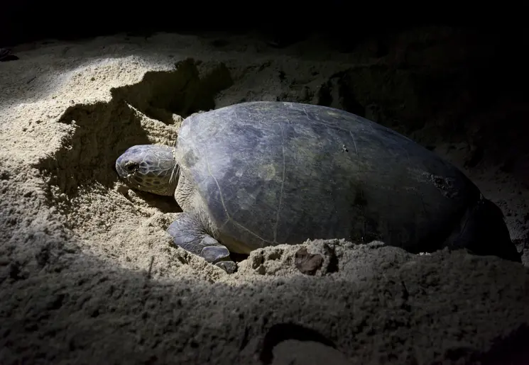 Zeeschildpad op het strand in de nacht - Panama