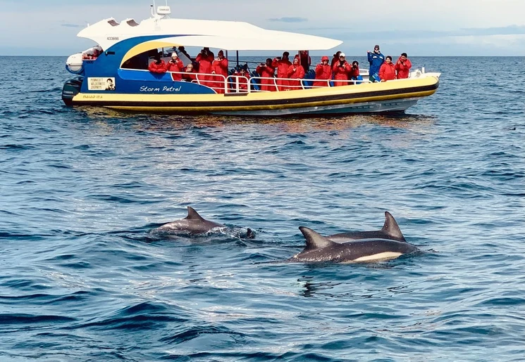 dolfijnen spotten tijdens een Wilderness Cruise, Tasman Peninsula, Australië dolfijnen spotten tijdens een Wilderness Cruise, Tasman Peninsula, Australië