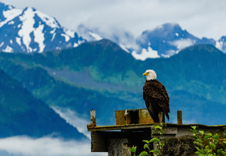 Amerikaanse adelaar bij Seward, Alaska, Amerika Amerikaanse adelaar bij Seward, Alaska, Amerika