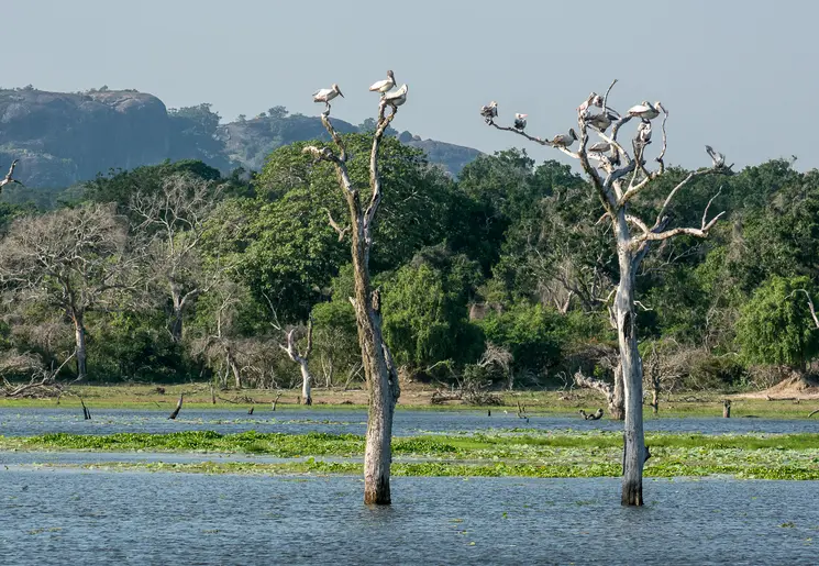 Vogels in Kumana National Park, Sri Lanka Vogels in Kumana National Park, Sri Lanka