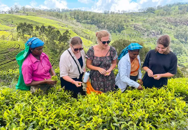 In de theetuinen werken van Sri Lanka, Azië In de theetuinen werken van Sri Lanka, Azië
