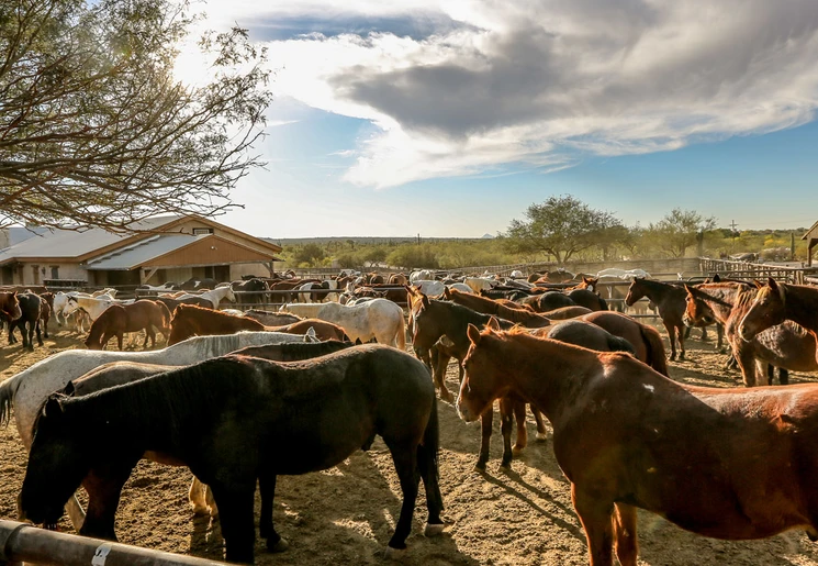 Ga Paardrijden op de Ranch en in de omgeving van Tucson, Amerika