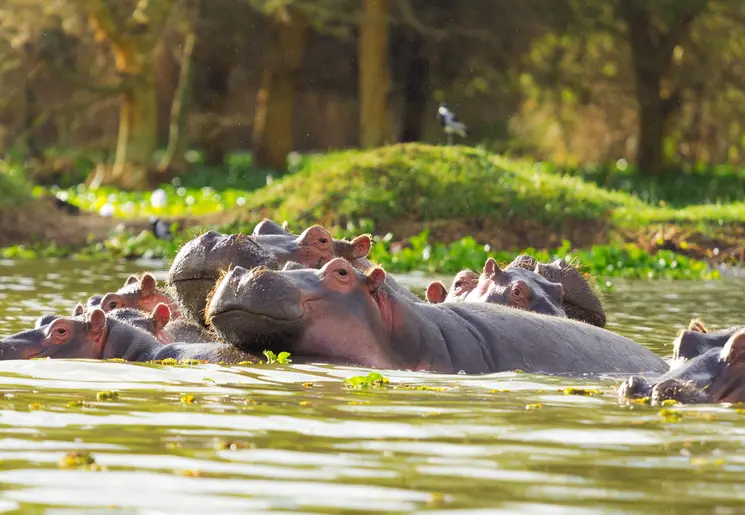 Een groepje nijlpaarden in het water, Zuid-Afrika