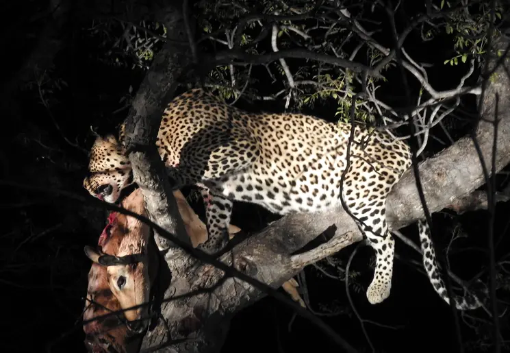 Een luipaard met prooi in het Krugerpark, Zuid-Afrika
