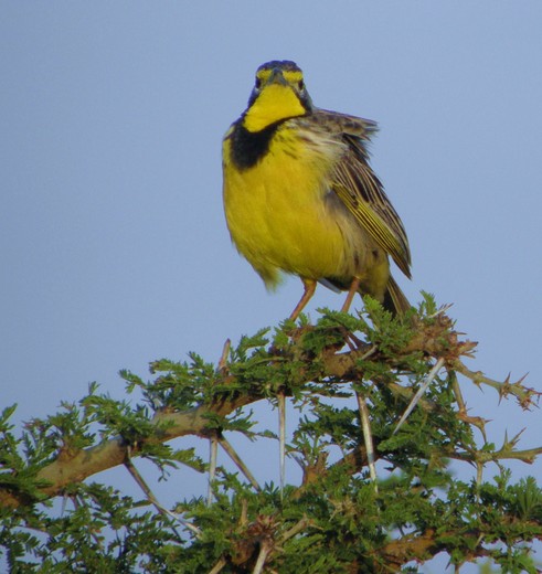 Vogelspotten bij Lake Naivasha, Kenia
