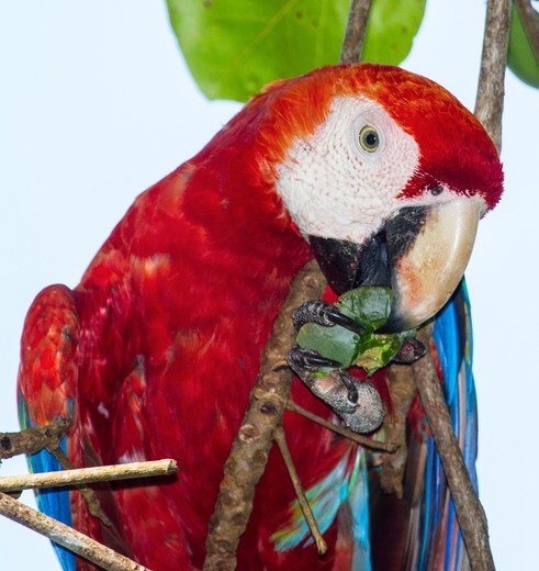 Papegaaien in Corcovado National Park, Costa Rica